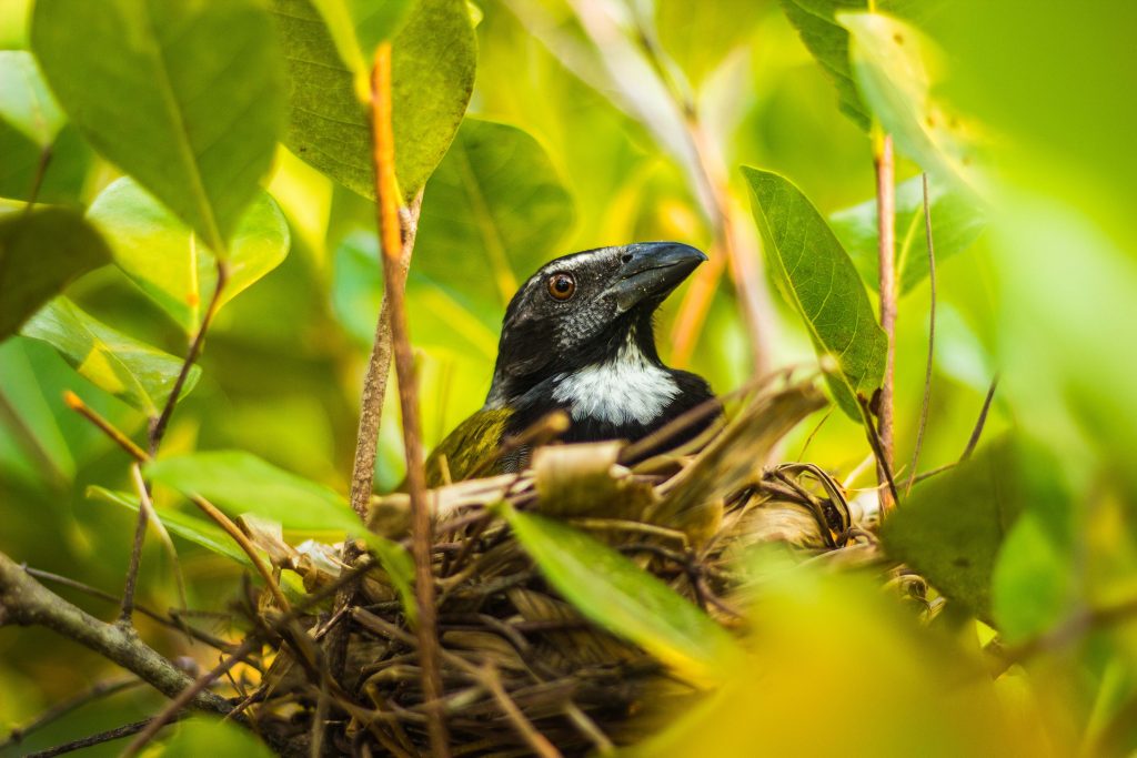 valo-alvarez-fotografo-fotografia-cancun-naturaleza-pajaro