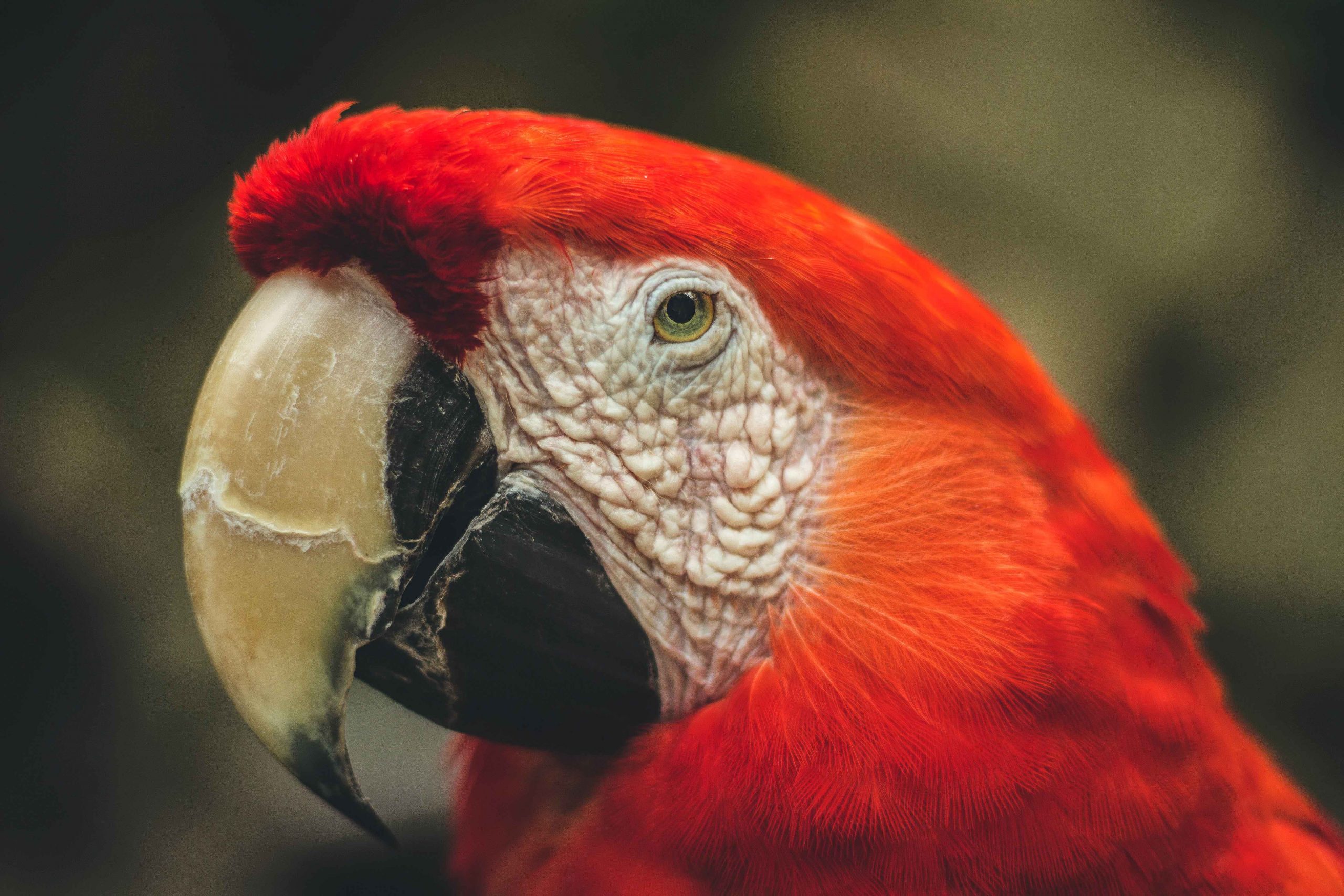 valo-alvarez-fotografo-fotografia-cancun-naturaleza-guacamaya