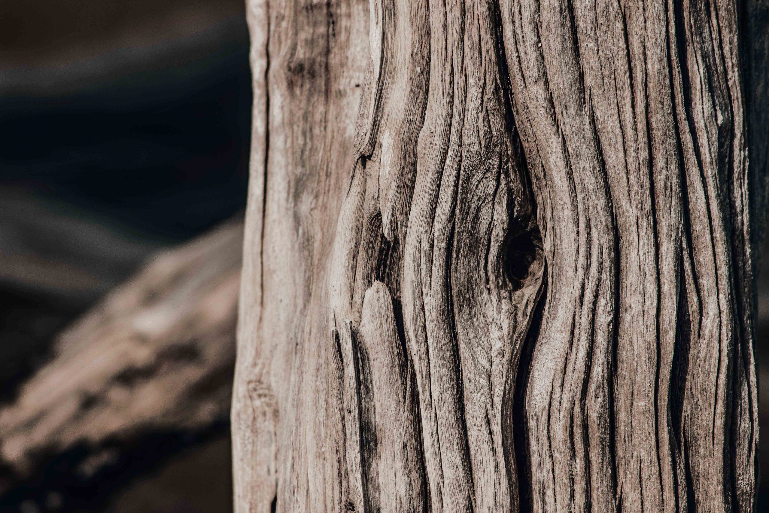 valo-alvarez-fotografo-fotografia-cancun-naturaleza-arbol-tronco