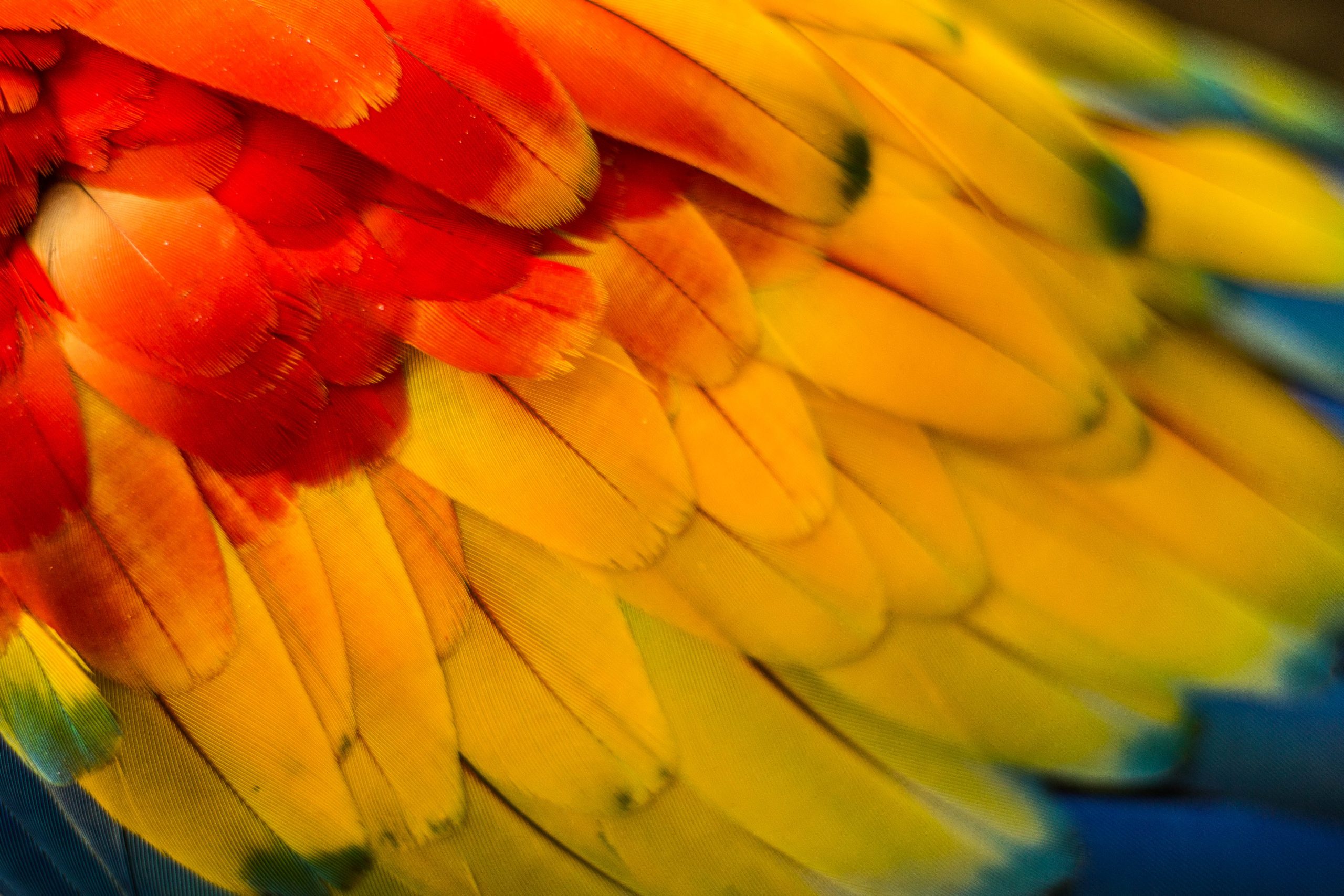 valo_alvarez_plumas_xcaret_guacamaya_portada_naturaleza